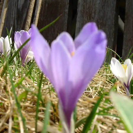 Obererlacher Gasthof Obertilliach